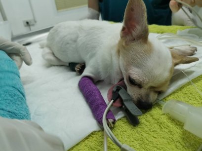 น้องยูโร  อาการท้องผูก เป็นๆหายๆ แบบเรื้อรัง 